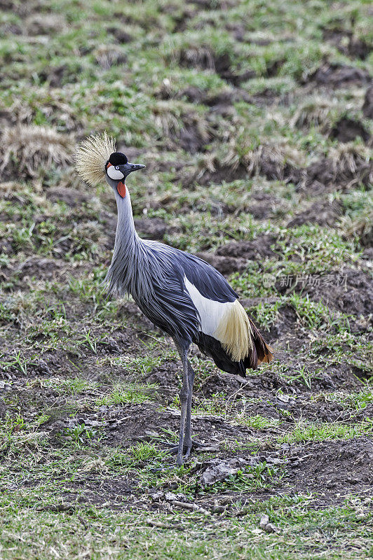 灰冠鹤(Balearica regulorum)是鹤科的一种鸟类。Ol Pejeta保护区，肯尼亚。